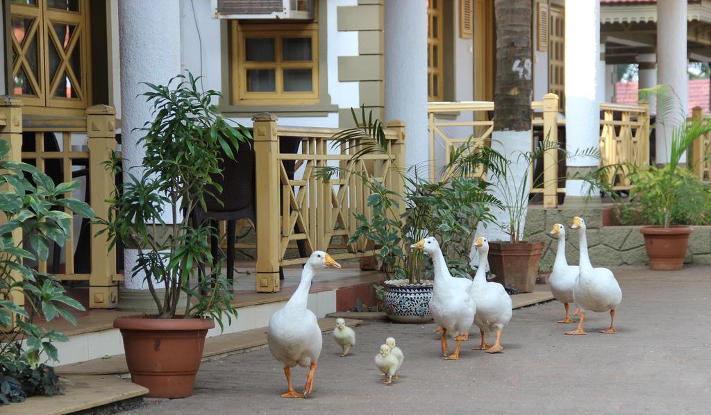 Golden Swan Beach Resort Murūd Zewnętrze zdjęcie